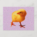 Recherche de poussin jaune cartes postales Chic
