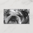 Recherche de bouledogue cartes visite Anglais
