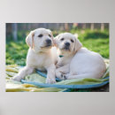 Recherche de labrador retriever posters Puppy