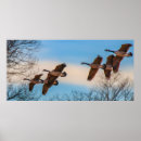 Search for flying geese art Goose