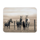 Recherche de canadien magnets Alberta