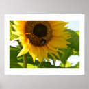 Search for bumblebee posters Wildlife