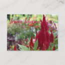 Recherche de annuel cartes visite Plantes