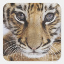 Search for tiger stickers Cub