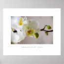 Search for blumen posters Flora