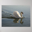 Search for swimming swan posters Beautiful