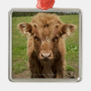 Search for highland cattle ornaments Scotland