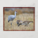 Recherche de oiseau migrateur cartes postales Migration