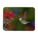 Search for ruby throated magnets Male