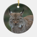Search for bobcat ornaments Big cat