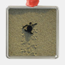 Search for turtles ornaments Baby