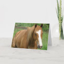 Search for gelding cards Photography