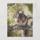 Search for pine cones postcards Nature