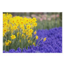 Recherche de keukenhof holland posters Europe