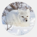 Recherche de carnivore autocollants Arctique