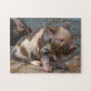 Search for piglet puzzles Swine