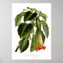 Search for trumpet posters Flowers