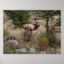 Recherche de élan posters Wapiti