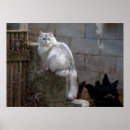 Search for long hair cats posters Persian