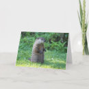 Recherche de porc sauvage vœux cartes Faune