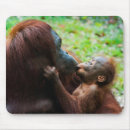 Search for orangutans electronics Rainforest