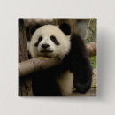 Recherche de shaanxi Animal