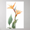 Search for flower drawings posters Vintage