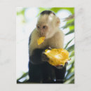 Search for capuchin postcards Close up