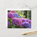 Search for blue hydrangeas postcards Pink