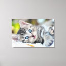 Search for animals canvas prints Kitten