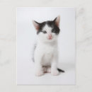 Search for black kitten postcards Pet