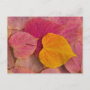 Search for autumn design postcards Leaf