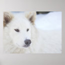 Recherche de loups blancs posters Neige