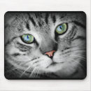 Recherche de chatons gris tapis souris Animaux