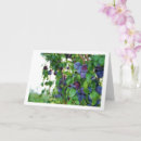 Search for plums cards Fruit