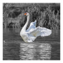 Search for swan image posters Black and white