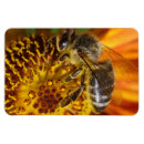 Recherche de ruches magnets Apiculteur