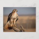Recherche de buse cartes postales Oiseaux de proie