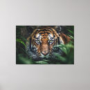 Search for bengal canvas prints Beauty