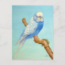 Search for budgie postcards Blue