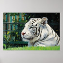 Search for white tiger posters Nature photography