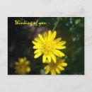 Search for daisys postcards Beauty