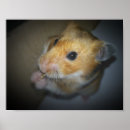 Recherche de hamster posters Syrien