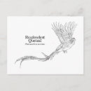 Recherche de quetzals Oiseaux