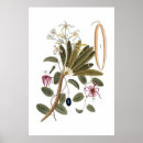 Recherche de vanille art Blanc