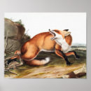 Search for cute red fox posters Mammal