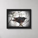 Search for jackdaws Wildlife