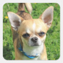 Search for chihuahua puppy stickers Brown