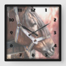 Search for stables clocks Equine