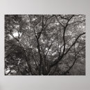 Search for maple leaves posters Sunlight